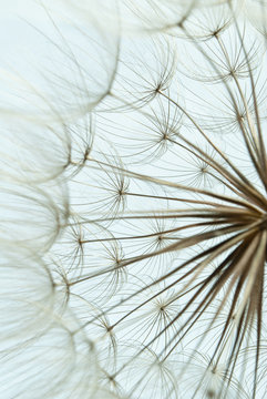 Fototapeta Close-up of dandelion seed