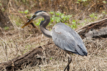 Heron with a Crayfish