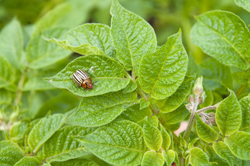Colorado potato beetle