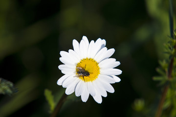 Fototapeta premium Mosca y flor