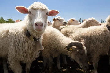 Photo sur Plexiglas Moutons des moutons