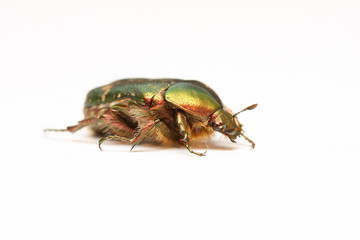 cétoine