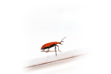 insecte rouge