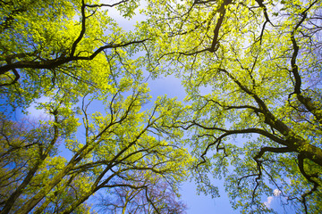 Park in the spring time