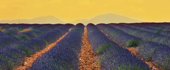 Deurstickers champs de lavandin © asaflow