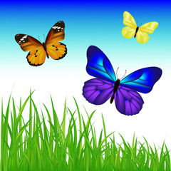 2 Butterflies And Green Grass Set