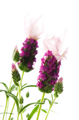 lavender flower on the white background
