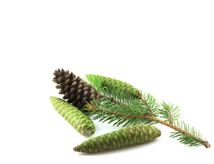 Twig of fir with cones