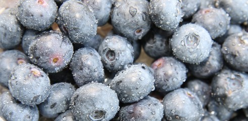 Blaubeeren