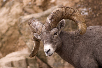 Mountain goat © forcdan