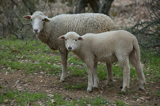 ovejas 5