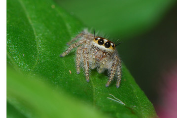 Fototapeta premium Hairy Spider On A Leaf