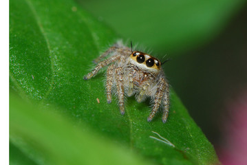 Hairy Spider On A Leaf