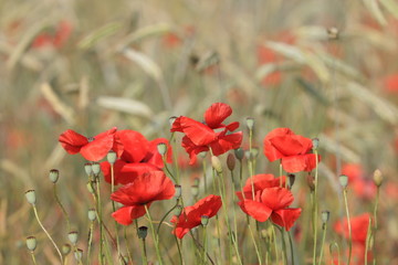 Klatschmohn  blühend