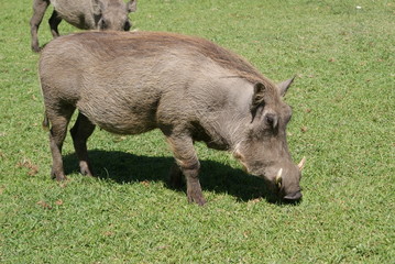 Wildschwein