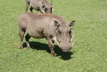 Wildschwein