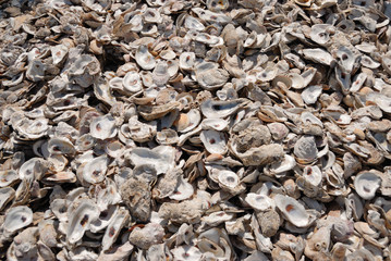 oyster shells