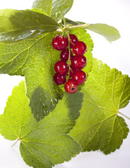 rote Johannisbeere/ red currant