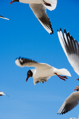 Flying Seagull