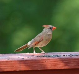 Cardinal