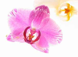 Orchid flowers over white - pink and white