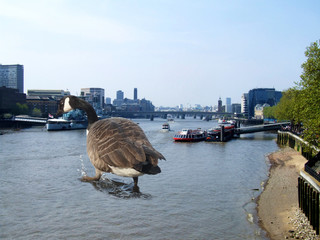 Attack Of the 50 Foot Canadian Goose