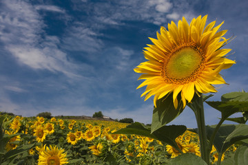 Girasole