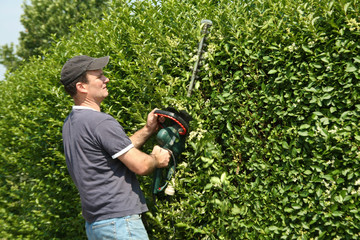 Man is cutting a hedge