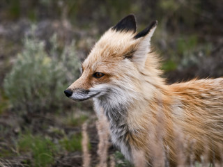 Wild Red Fox