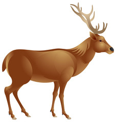 Deer