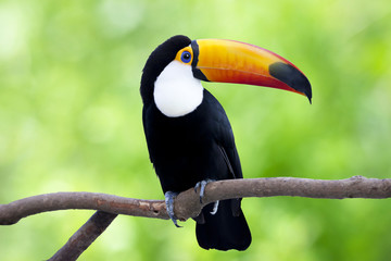 木で休んでいるオニオオハシ