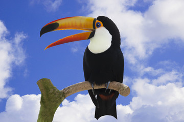 青空とオニオオハシ