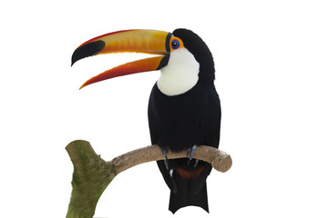 白バックでオニオオハシが鳴く