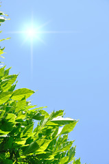 le soleil de l'été