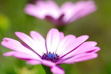Fototapeta premium PERSPPECTIVAS DE OSTEOSPERMUM