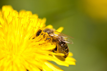 worker bee gathering pollen from dandelion