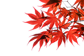 isolated red japanese maple - 23810522