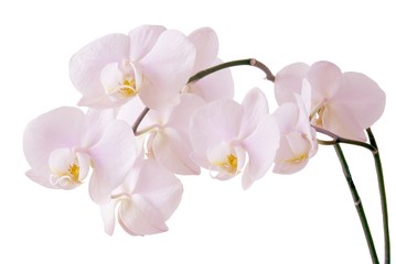 Naklejka na ściany i meble różowa orchidea