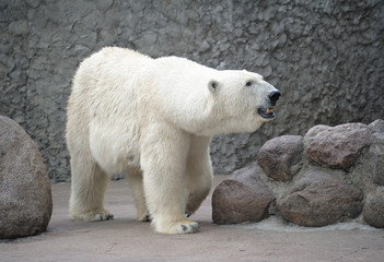 Obraz na płótnie Canvas Polar bear female