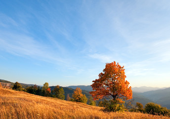 Fototapeta premium Lonely autumn tree on evening Carpathian mountainside.