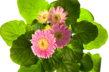 Pink gerbera in flowerpot