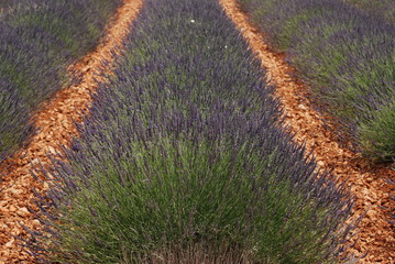 terre proven&ccedil;ale