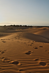 late afternoon on Sahara desert