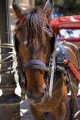 Horse and Carriage