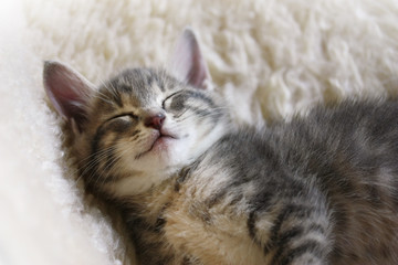 Sleeping Kitten on a white sheepskin