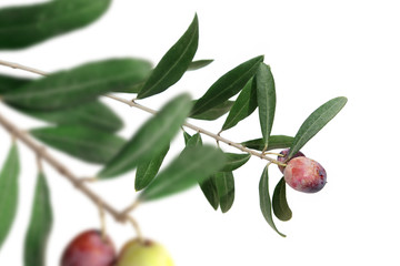 close up shot of an olive tree