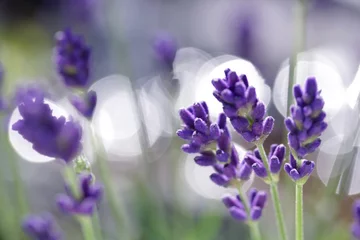 Photo sur Plexiglas Lavande lavendel blüten