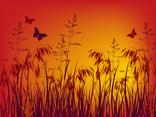 sunset background with grass