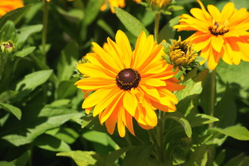 Rudbeckia `Tiger eye gold`