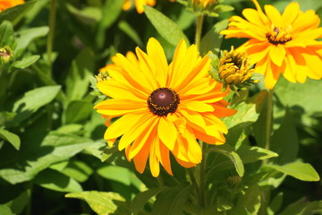 Rudbeckia `Tiger eye gold`